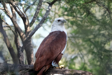 the brahminy kite is perched on a branch