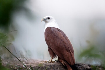 the brahminy kite is perched on a branch