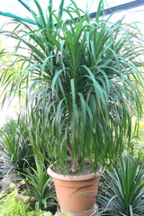 Dracaena draco leaf ornamental plant