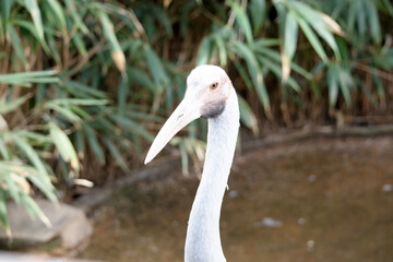 this is a close up of a brolga