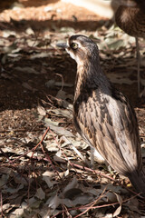 The bush stone curlew is hiding in the shadows