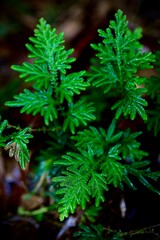 A vibrant green plant on forest ground.