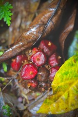 Bright red seeds nestled amongst fallen leaves.