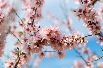 Branches of bloomed almond tree covered with blossoms having thin white petals