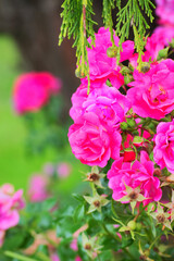 rugosa rose, beach rose, Japanese rose, Ramanas rose, or letchberry (Rosa rugosa)