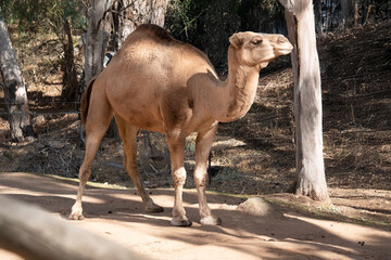 this is a side view of a camel
