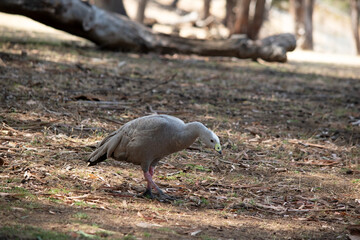 this is a side view of a Cape Barren Goose