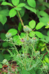 milk thistle, blessed milkthistle, Marian thistle, Mary thistle, Saint Mary's thistle, Mediterranean milk thistle, variegated thistle, or Scotch thistle (Silybum marianum)
