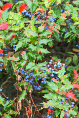 dwarf Oregon-grape, Cascade barberry, Cascade Oregon-grape, or dull Oregon-grape (Berberis nervosa)