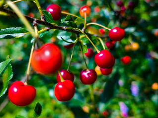 Bright red cherries hanging from branches in a lush garden during a sunny summer afternoon, showcasing fresh fruit ready for harvest