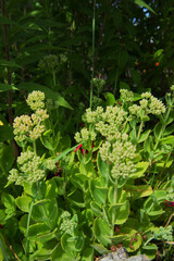 showy stonecrop, iceplant, or butterfly stonecrop (Hylotelephium spectabile)
