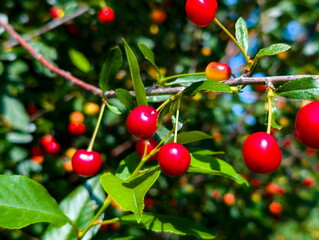 Bright red cherries hang from green branches on a sunny day in a rural orchard during the summer harvest season