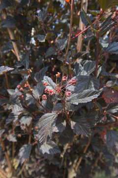 Common ninebark, nishiki red, diabolo, Eastern ninebark, Atlantic ninebark, or simply ninebark (Physocarpus opulifolius)