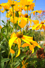 cutleaf coneflower, cutleaf, goldenglow, green-headed coneflower, tall coneflower, sochan, or...