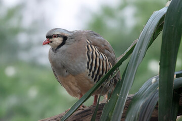 Chukars are ground-dwelling birds that would rather walk or run than fly.