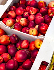 Freshly harvested apples displayed in boxes at a local market during the autumn season showcasing a variety of vibrant colors and textures