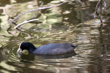 the Eurasian coot is catching food in its bill