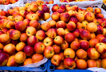 Fresh nectarines piled high in vibrant colors at a bustling farmers market in summer, showcasing local produce and seasonal harvesting efforts