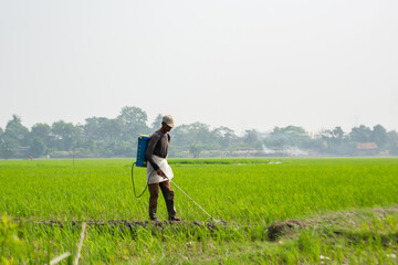 Farmers spray fertilizer in the rice fields