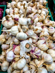 Fresh garlic bulbs displayed at a local market in the afternoon sunlight, showcasing their unique textures and variations in size and color