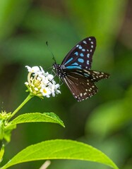 Obraz premium Vibrant butterfly on flower