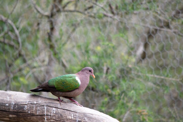 the emerald dove is perched on a tree branch