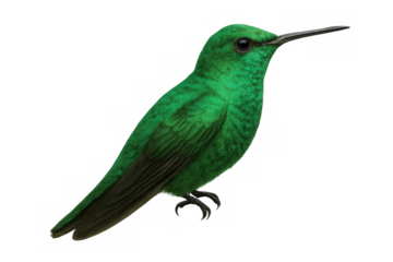 Green hummingbird perching with transparent background, perfect for easy integration into any design project