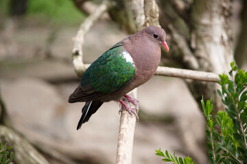the emerald dove is perched on a tree branch