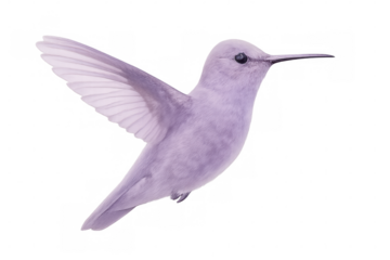 Vibrant purple hummingbird hovering, wing details sharp, suspended mid-flight against clean transparent backdrop