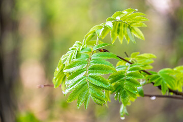 Nature of green leaf in garden at summer. Natural green leaves plants using as spring background cover page environment ecology