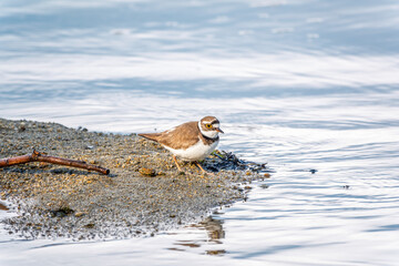 Little ringed plover (Charadrius dubius), bird standing on the lake shore