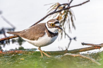 Little ringed plover (Charadrius dubius), bird standing on the lake shore