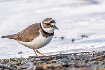 Little ringed plover (Charadrius dubius), bird standing on the lake shore