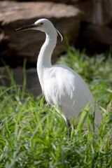 the great egret is in a field