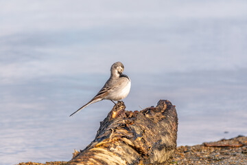Wagtail sits on the ground with a beautiful blurred background.