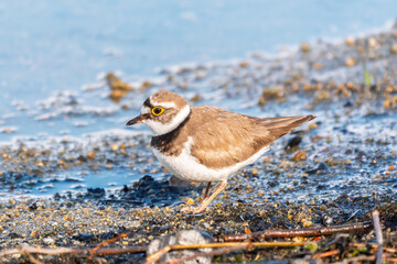 Little ringed plover (Charadrius dubius), bird standing on the lake shore