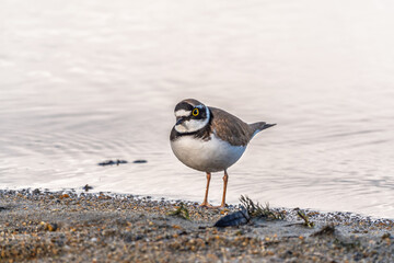 Little ringed plover (Charadrius dubius), bird standing on the lake shore