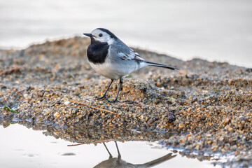 Wagtail sits on the ground with a beautiful blurred background.
