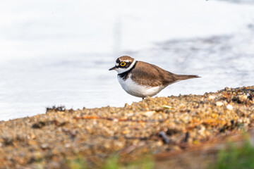Little ringed plover (Charadrius dubius), bird standing on the lake shore