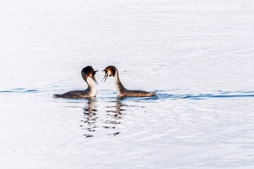 Mating games of two water birds Great Crested Grebes. Two waterfowl birds Great Crested Grebes swim in the lake with heart shaped silhouette