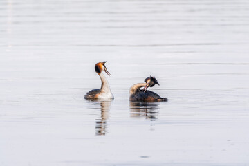 Mating games of two water birds Great Crested Grebes. Two waterfowl birds Great Crested Grebes swim in the lake with heart shaped silhouette