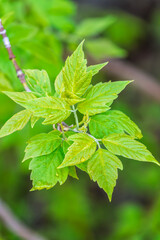 Nature of green leaf in garden at summer. Natural green leaves plants using as spring background cover page environment ecology