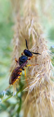 Close up beautiful nature macro photo on a blurry background