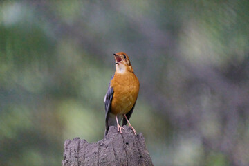 Orange-headed Thrush (Geokichla citrina) perched on stump with blurred green background in Hong Kong.
