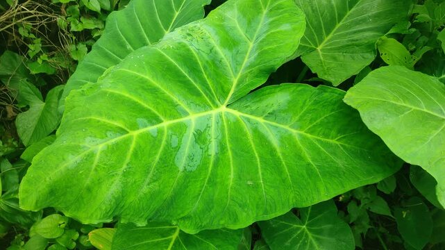 abstract background of green taro leaves.