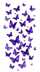 A vertical image of numerous purple butterflies fluttering against a white background