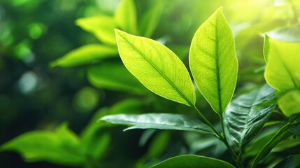 Obraz premium Lush green leaves are highlighted as sunlight filters through the surrounding foliage, creating a serene and refreshing atmosphere in a vibrant garden.