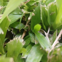 Peaceful Green Grass Field Under Blue Sky – Natural Background