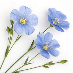 Fototapeta premium 3d delicate blue flax flowers on white background