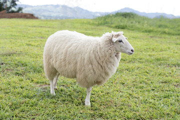 sheep in the field